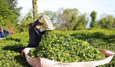 Rize’den 32 ülkeye 9,8 milyon dolarlık çay ihracatı