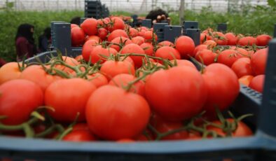 Batı Akdeniz’in domates ihracatı yüzde 26 arttı