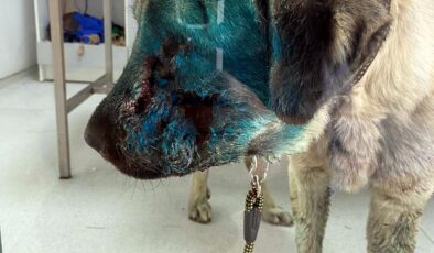 Saçma Yarası Olan Köpek Sol Gözünü Kaybetti