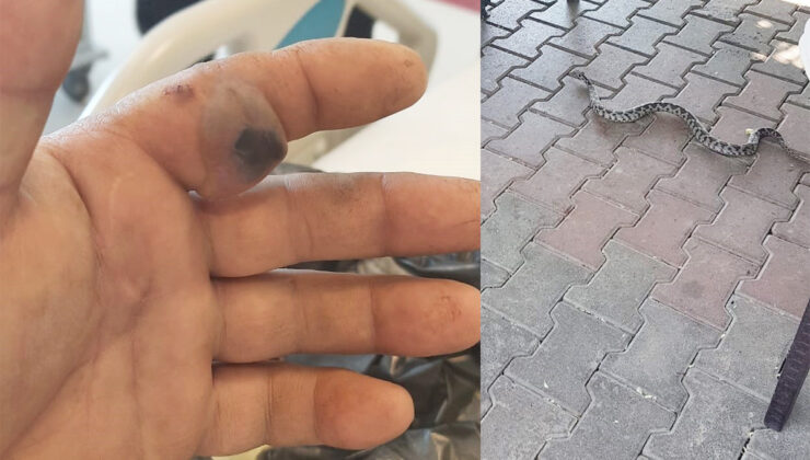 Elini sokan yılanla hastaneye koştu