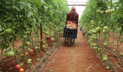 Antalya’da serada 40 dereceye yaklaşan sıcaklıkta domates hasadı