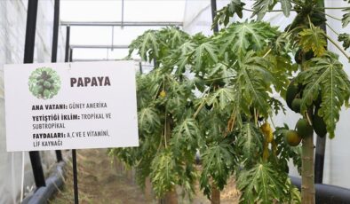 Tropikal meyve üretiminde yeni trend örtü altı papaya