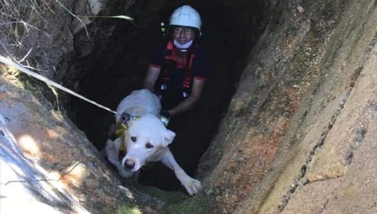 Kırklareli’nde su kuyusuna düşen köpeği itfaiye ekipleri kurtardı