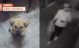 Kırklareli’nde sahipsiz köpeği bıçakla öldüren şüpheli tutuklandı